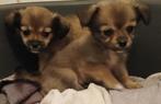 boomer/chihuahua x chihuahua pups mogen verhuizen, Dieren en Toebehoren, CDV (hondenziekte), 8 tot 15 weken, Meerdere, Meerdere dieren