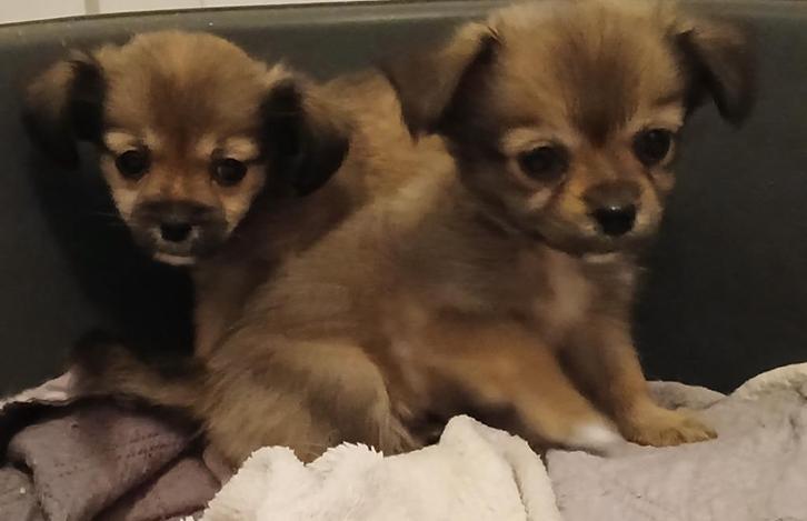 boomer/chihuahua x chihuahua pups mogen verhuizen, Dieren en Toebehoren, Honden | Chihuahua's en Gezelschapshonden, Meerdere dieren