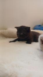 Britse korthaar kittens, Dieren en Toebehoren, Meerdere dieren, Ontwormd, 0 tot 2 jaar