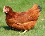Rhode Ishlander kippen., Dieren en Toebehoren, Pluimvee, Vrouwelijk, Kip