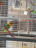 Agapornis, Dieren en Toebehoren, Geslacht onbekend, Dwergpapegaai of Agapornis