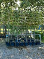 Leibomen en dakbomen, Tuin en Terras, Planten | Bomen, Ophalen, Volle zon, Overige soorten