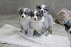 Raszuivere Australian Shepherd pups, Nederland, Reu, CDV (hondenziekte), 8 tot 15 weken