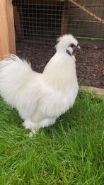 2 jonge usa zijdehoen haantjes gratis, Dieren en Toebehoren, Mannelijk, Kip