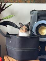 Huisdieren oppas verzorging, Ophalen, Honden