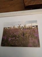 LANDAL. GREENPARKS.  SCHAPEN, Ophalen of Verzenden