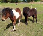 bonte B pony jaarling hengst & A- Welsh jaarling hengst, Dieren en Toebehoren, Paarden en Pony's | Dekhengsten en Fokmerries, Hengst