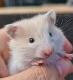 Jonge goudhamsters handtam en gewend aan kinderen en katten, Dieren en Toebehoren, Knaagdieren, Meerdere dieren, Hamster, Na 1 juli 2024