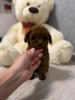 Elegant Mini Toy Poodle - Yara Meisje - Red Brown FCI, Dieren en Toebehoren, Honden | Chihuahua's en Gezelschapshonden, Poedel