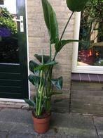 Strelizia. Paradijsvogelplant. Paradijsvogelbloem, Ophalen, 100 tot 150 cm, Overige soorten, Halfschaduw