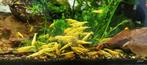 Yellow Neon backstripe garnalen, Kreeft, Krab of Garnaal, Zoetwatervis