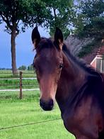 Aanspreken KWPN hengstveulen, Hengst, Niet van toepassing, Dressuurpaard, 0 tot 2 jaar