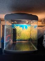 Aquarium, Dieren en Toebehoren, Vissen | Aquaria en Toebehoren, Ophalen, Zo goed als nieuw, Leeg aquarium