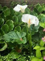 Aronskelken, Volle zon, Vaste plant, Zomer, Ophalen