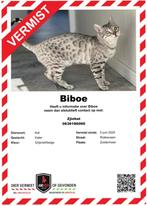 VERMIST KAT ZOETERMEER, Dieren en Toebehoren, Katten en Kittens | Raskatten | Korthaar, Kater, Gechipt, 3 tot 5 jaar
