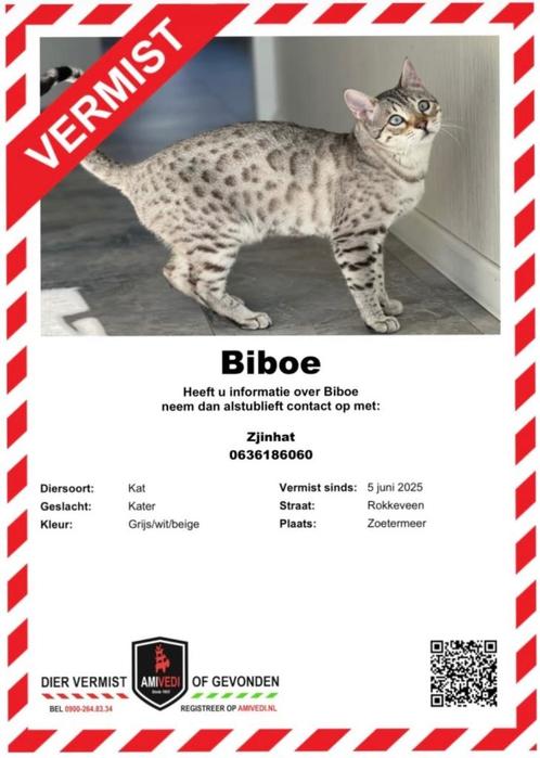VERMIST KAT ZOETERMEER, Dieren en Toebehoren, Katten en Kittens | Raskatten | Korthaar, Kater, 3 tot 5 jaar, Gechipt, Ontwormd