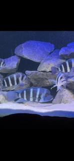 Kweek groep frontosa blue zaire, Dieren en Toebehoren, Vissen | Aquariumvissen, Vis