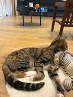 Baas gezocht voor poesje, Ophalen, Katten