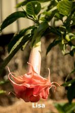 Brugmansia Stekken, Tuin en Terras, Planten | Tuinplanten, Overige soorten, Volle zon, Eenjarig, Ophalen of Verzenden