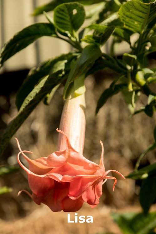 Brugmansia Stekken, Tuin en Terras, Planten | Tuinplanten, Eenjarig, Overige soorten, Volle zon, Zomer, Ophalen of Verzenden
