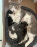 kittens, Dieren en Toebehoren, Katten en Kittens | Raskatten | Korthaar, Meerdere dieren, Ontwormd, 0 tot 2 jaar