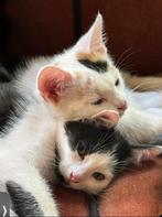 Kittens korthaar, Dieren en Toebehoren, Katten en Kittens | Overige Katten, Meerdere dieren, 0 tot 2 jaar