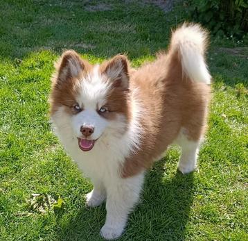Fluffy Pomsky pups (mini) beschikbaar voor biedingen