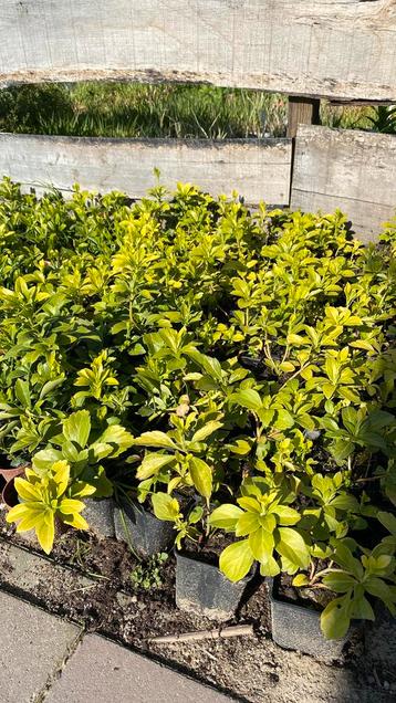 Pachysandra terminalis | bodembedekkers  beschikbaar voor biedingen