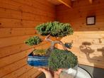 Bonsai juniperus, Tuin en Terras, Planten | Bomen, Overige soorten, Ophalen of Verzenden