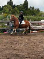 Moon , super gezelschap pony, Dieren en Toebehoren, B, 7 tot 10 jaar, Recreatiepony, D pony (1.37m tot 1.48m)