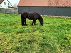 fell pony  paard, Gechipt, Ruin, Dressuurpony, 3 tot 6 jaar