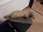 Opgezette bunzing, Verzamelen, Dierenverzamelingen, Ophalen of Verzenden, Gebruikt, Wild dier, Opgezet dier
