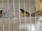 Gouldamadine, Dieren en Toebehoren, Meerdere dieren, Parkiet