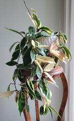 Hoya Carnosa Tricolor - Wasbloem, Huis en Inrichting, Kamerplanten, Ophalen
