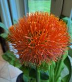 8x Scadoxus ( poederkwast) bollen te koop., Tuin en Terras, Bloembollen en Zaden, Ophalen, Voorjaar, Halfschaduw, Bloembol