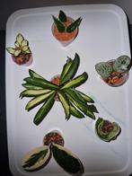 Hoya variegata pakket 6x €25, Huis en Inrichting, Kamerplanten, Ophalen of Verzenden, Halfschaduw, Minder dan 100 cm