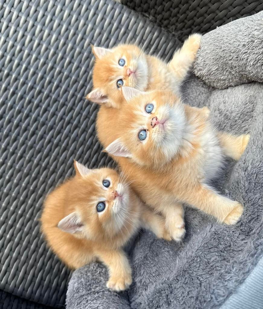 Britse Korthaar Katten (Golden), Meerdere dieren