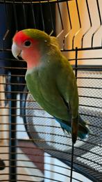 Agapornis love bird, Dieren en Toebehoren, Mannelijk, Parkiet, Tam