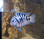 Zebracichlide jongen, Dieren en Toebehoren, Vissen | Aquariumvissen, Vis