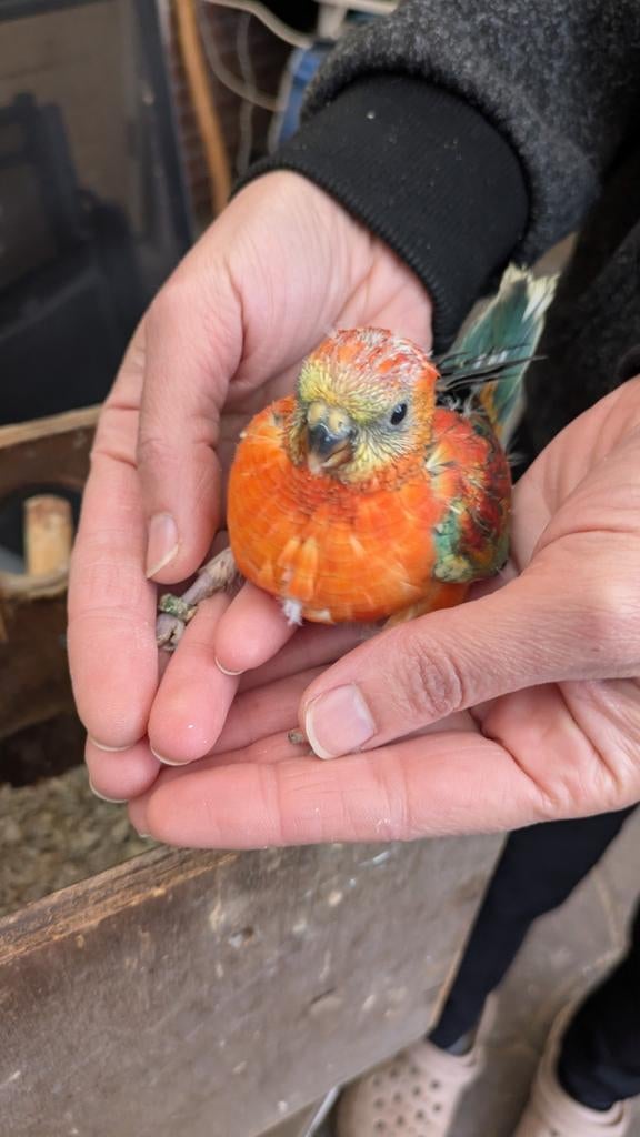 Roodrug parkieten, Meerdere dieren, Parkiet