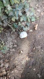 Kwartel mannetje, Dieren en Toebehoren, Mannelijk