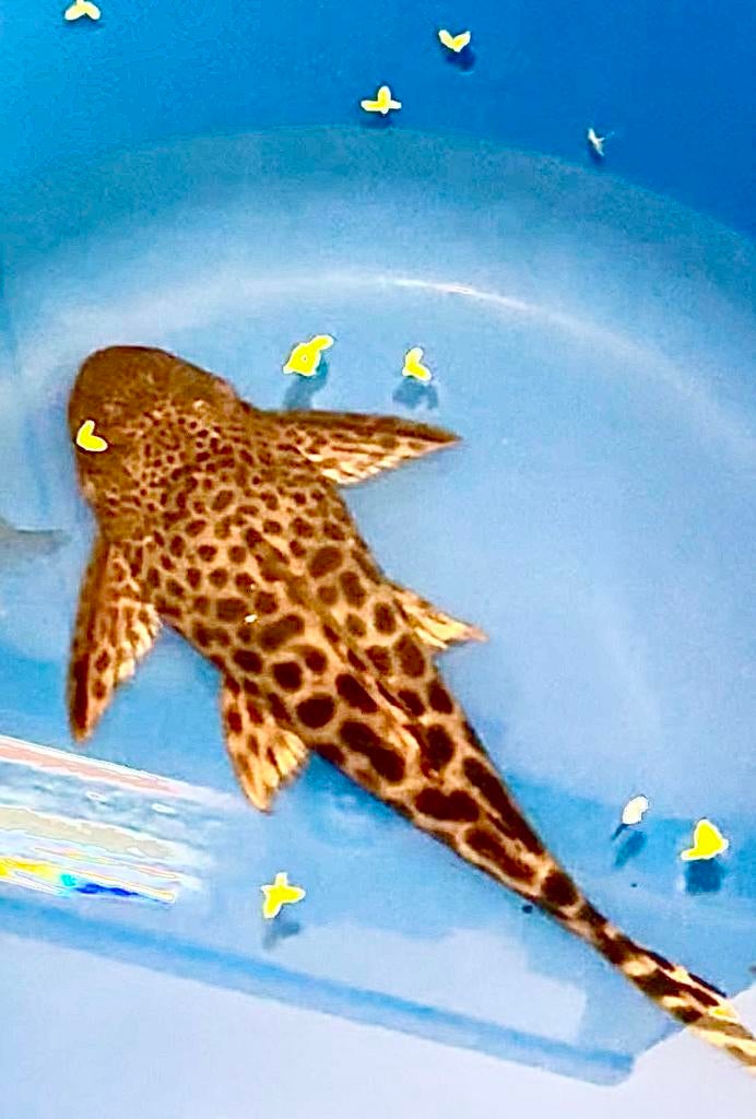 Luipaardpleco  mooie tekening gezond., Dieren en Toebehoren, Vissen | Aquariumvissen, Vis