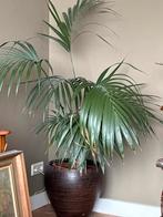 Grote palm in pot - Ideaal voor woonkamer, Ophalen, Palm, Halfschaduw, In pot