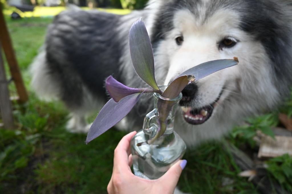 Stekje Purple Heart (Tradescantia pallida) plant, Huis en Inrichting, Kamerplanten, Overige soorten, Minder dan 100 cm, Bloeiende kamerplant