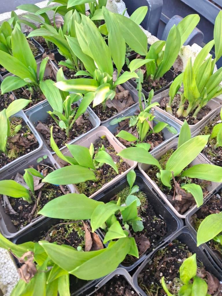 Daslook: Geneeskrachtige en culinaire plant, Tuin en Terras, Planten | Tuinplanten, Ophalen of Verzenden, Overige soorten, Volle zon