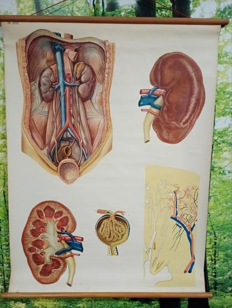 Anatomie poster van de nieren, Antiek en Kunst, Antiek | Schoolplaten, Ophalen of Verzenden, Natuur en Biologie