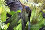 Maanvis "Californian Longfin", Vis, Zoetwatervis, Schoolvis