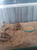 Klok schildpadden, Dieren en Toebehoren, Reptielen en Amfibieën, Schildpad