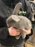 Konijnen, Dieren en Toebehoren, Konijnen, Meerdere dieren, Groot, 0 tot 2 jaar
