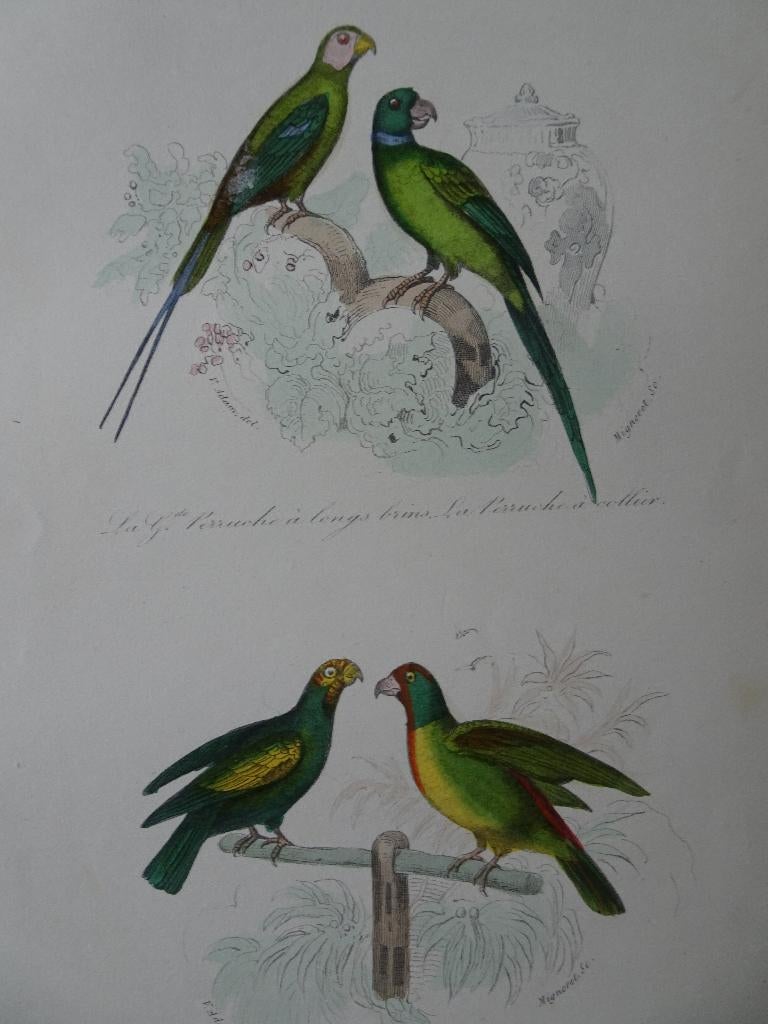 Litho in kleur, vier vogels, groene parkieten Mignoret 1841, 1800 - 1899, Verzenden, Origineel, Flora en Fauna